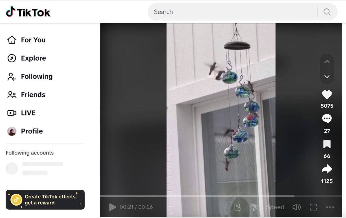 Hanging Glass Bird Feeders TikTok Ad